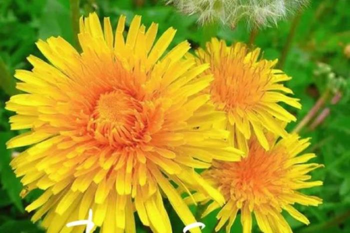 阿尔山春季有哪些花看?有哪些赏花的地方推荐? 阿尔山春季有哪些花看?有哪些赏花的地方推荐?