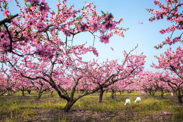 阿尔山春季有哪些花看?有哪些赏花的地方推荐? 阿尔山春季有哪些花看?有哪些赏花的地方推荐?