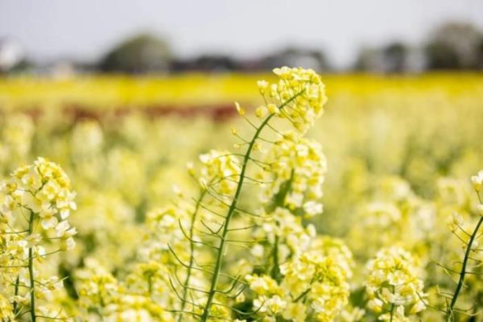 阿尔山春季有哪些花看?有哪些赏花的地方推荐? 阿尔山春季有哪些花看?有哪些赏花的地方推荐?