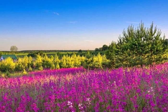 阿尔山春季有哪些花看?有哪些赏花的地方推荐? 阿尔山春季有哪些花看?有哪些赏花的地方推荐?