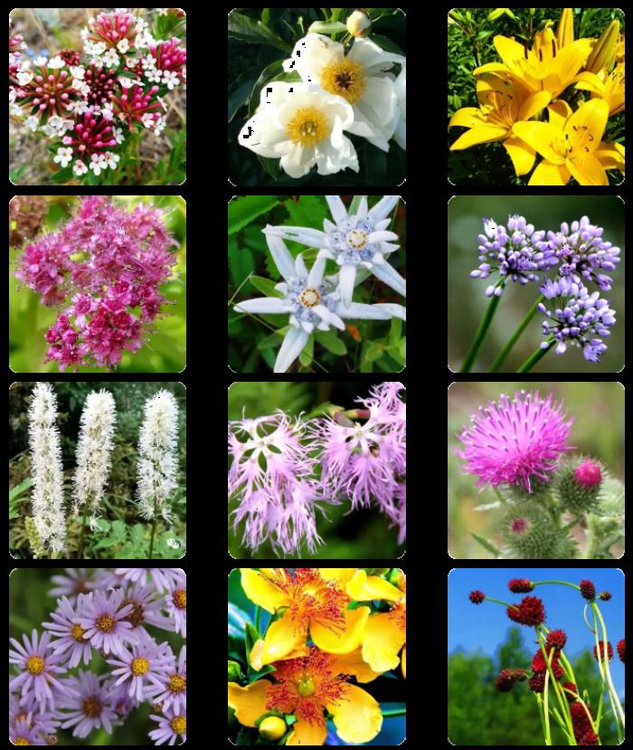 阿尔山春季有哪些花看?有哪些赏花的地方推荐? 阿尔山春季有哪些花看?有哪些赏花的地方推荐?