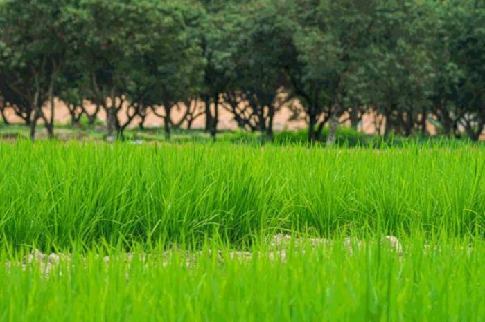 广州天人山水大地艺术园在哪里 怎么去 广州天人山水大地艺术园在哪里 怎么去