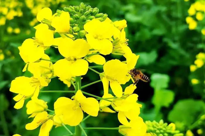 通辽春季有哪些花看?有哪些赏花的地方推荐? 通辽春季有哪些花看?有哪些赏花的地方推荐?