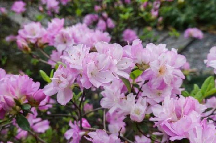 通辽春季有哪些花看?有哪些赏花的地方推荐? 通辽春季有哪些花看?有哪些赏花的地方推荐?