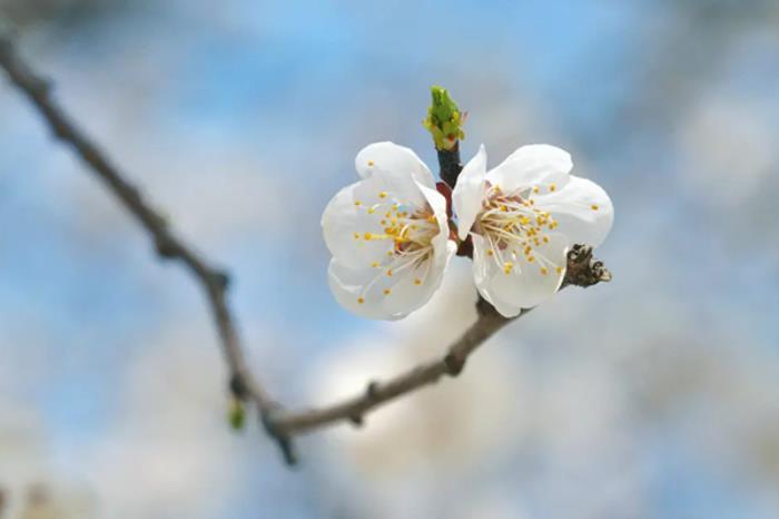 通辽春季有哪些花看?有哪些赏花的地方推荐? 通辽春季有哪些花看?有哪些赏花的地方推荐?