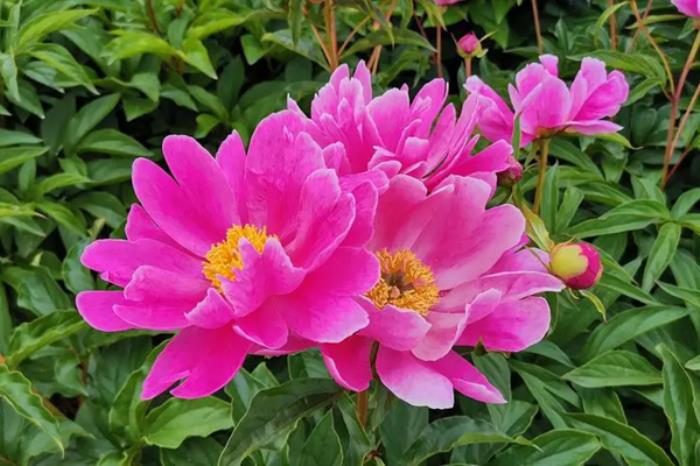 通辽春季有哪些花看?有哪些赏花的地方推荐? 通辽春季有哪些花看?有哪些赏花的地方推荐?