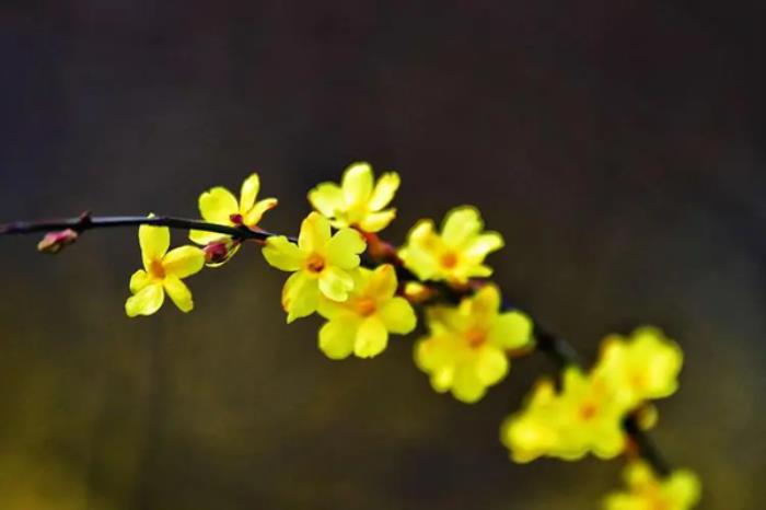 通辽春季有哪些花看?有哪些赏花的地方推荐? 通辽春季有哪些花看?有哪些赏花的地方推荐?