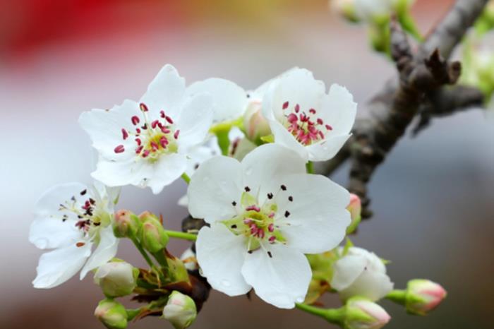 通辽春季有哪些花看?有哪些赏花的地方推荐? 通辽春季有哪些花看?有哪些赏花的地方推荐?