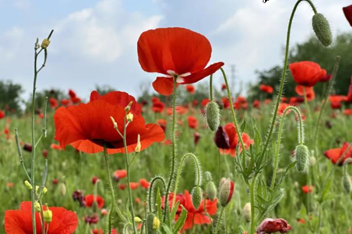 金卉庄园四月有哪些花看 金卉庄园四月有哪些花看