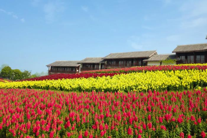 金卉庄园四月有哪些花看 金卉庄园四月有哪些花看