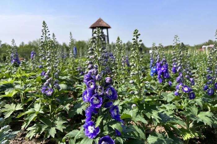 金卉庄园四月有哪些花看 金卉庄园四月有哪些花看