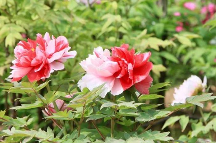 东湖牡丹园收费吗?要门票吗? 东湖牡丹园收费吗?要门票吗?