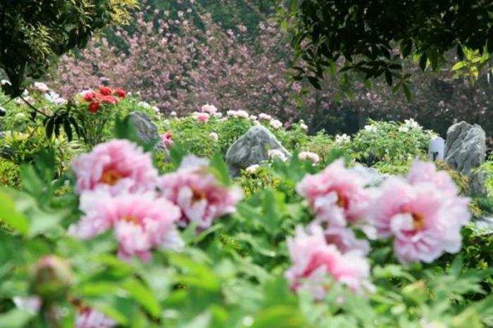 东湖牡丹园收费吗?要门票吗? 东湖牡丹园收费吗?要门票吗?