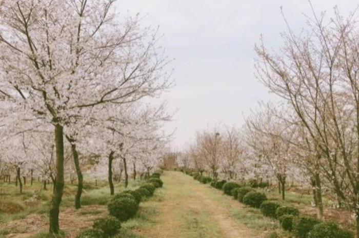 徐州看樱花最好的地方在哪里 徐州看樱花最好的地方在哪里