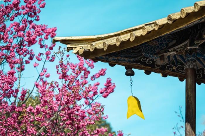 丽江在哪里能看樱花 丽江在哪里能看樱花