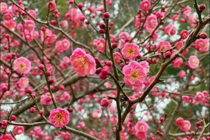 江西有哪些看花的地方推荐 江西有哪些看花的地方推荐