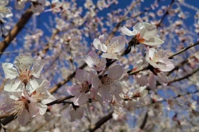 石家庄看桃花的地方有哪些 石家庄看桃花的地方有哪些