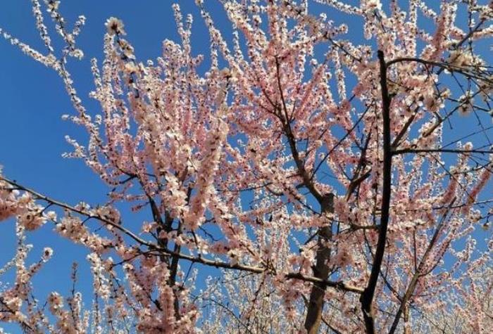 石家庄看桃花的地方有哪些 石家庄看桃花的地方有哪些