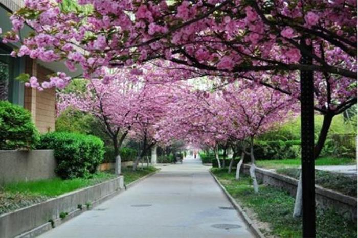 西安交通大学樱花大道在哪 西安交通大学樱花大道在哪