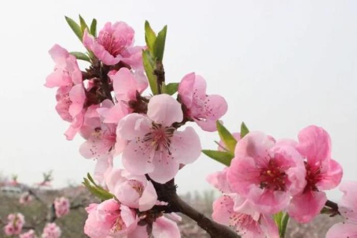 济宁赏花的地方有哪些 济宁赏花的地方有哪些