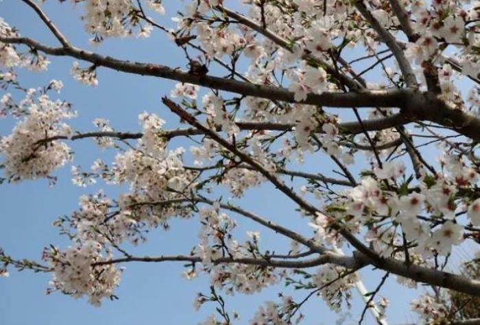 济宁赏花的地方有哪些 济宁赏花的地方有哪些