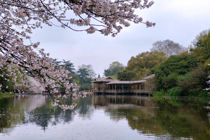 西湖有哪些地方可以看樱花