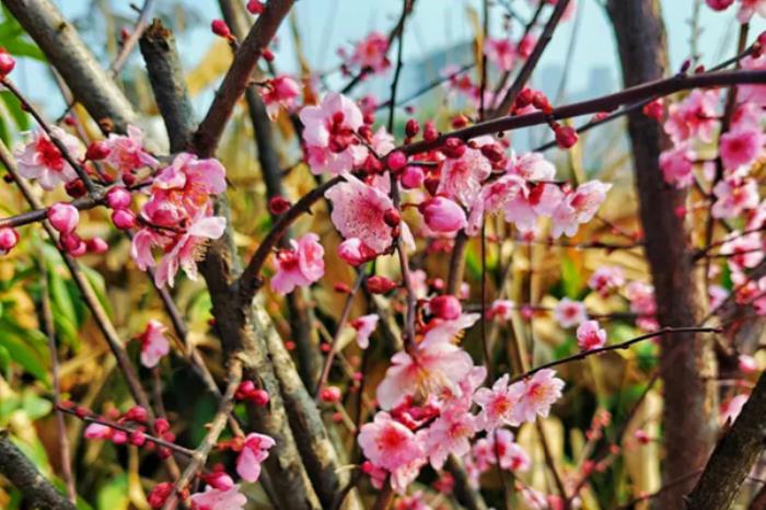 浙江有哪些赏桃花的地点推荐 浙江有哪些赏桃花的地点推荐