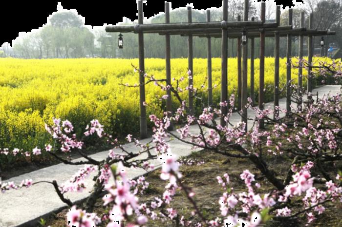 浙江有哪些赏桃花的地点推荐 浙江有哪些赏桃花的地点推荐