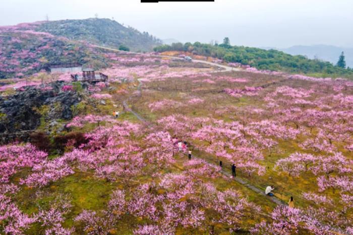 浙江有哪些赏桃花的地点推荐 浙江有哪些赏桃花的地点推荐