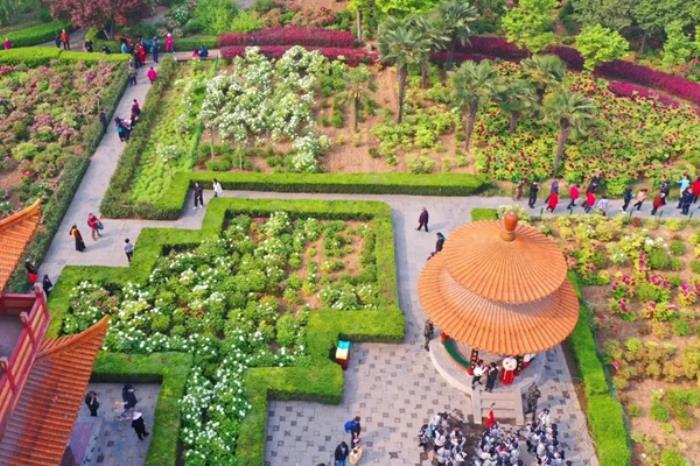 洛阳有哪些看牡丹花的好地方推荐 洛阳有哪些看牡丹花的好地方推荐