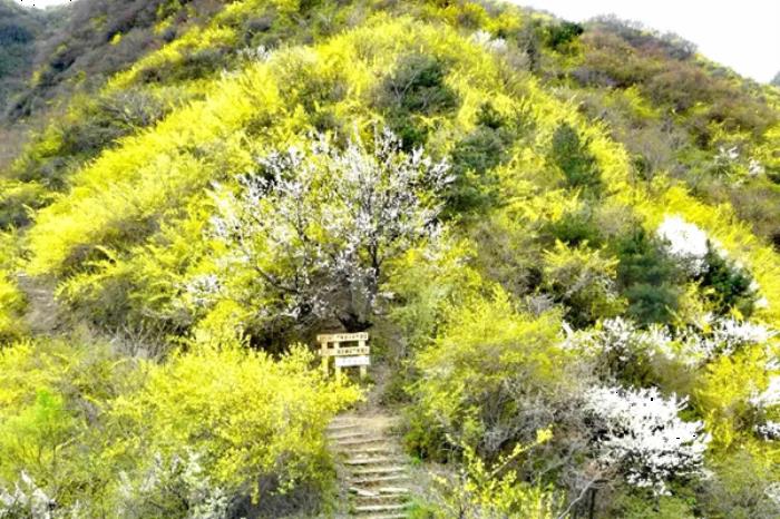 卢氏县有哪些看连翘的游玩线路 卢氏县有哪些看连翘的游玩线路