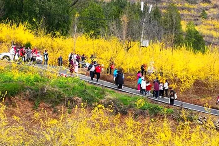 卢氏县有哪些看连翘的游玩线路 卢氏县有哪些看连翘的游玩线路