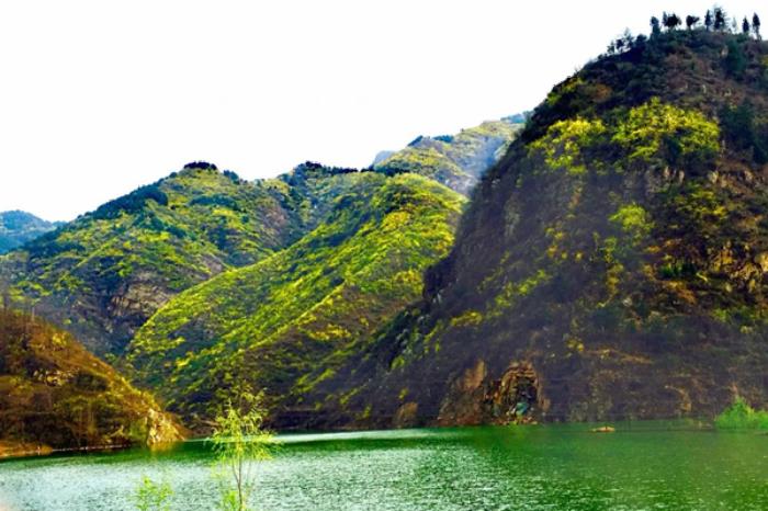 卢氏县有哪些看连翘的游玩线路 卢氏县有哪些看连翘的游玩线路