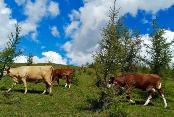 丰宁坝上草原必玩景点有哪些 丰宁坝上草原必玩景点有哪些