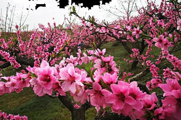 南阳春季有哪些赏花的地方推荐? 南阳春季有哪些赏花的地方推荐?