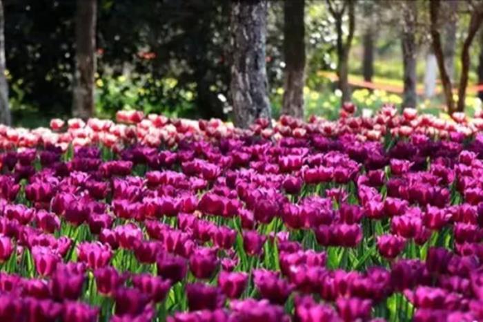 南阳春季有哪些赏花的地方推荐? 南阳春季有哪些赏花的地方推荐?