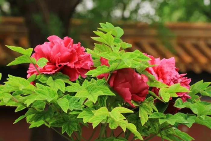 南阳春季有哪些赏花的地方推荐? 南阳春季有哪些赏花的地方推荐?