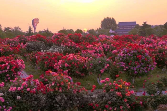 南阳春季有哪些赏花的地方推荐? 南阳春季有哪些赏花的地方推荐?