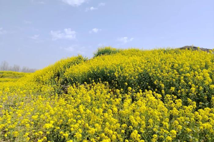 南阳春季有哪些赏花的地方推荐? 南阳春季有哪些赏花的地方推荐?