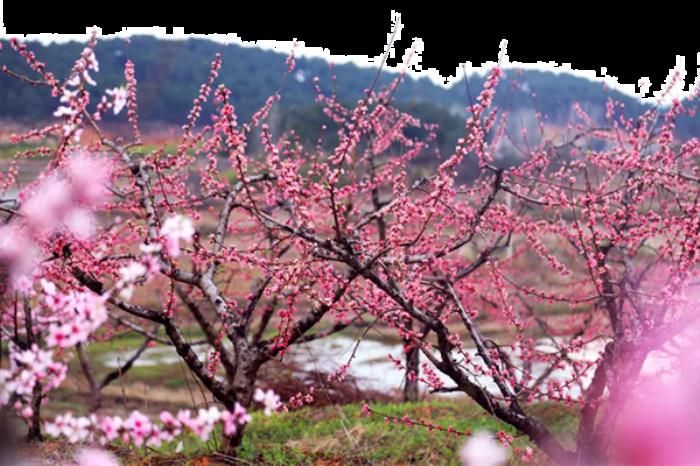 信阳春季有哪些赏花的地方推荐 信阳春季有哪些赏花的地方推荐