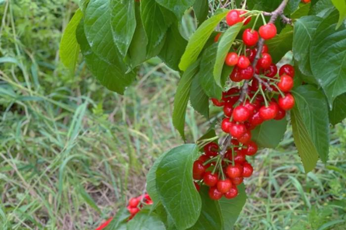 广安有哪些摘樱桃的地方推荐 广安有哪些摘樱桃的地方推荐