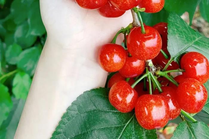 广安有哪些摘樱桃的地方推荐 广安有哪些摘樱桃的地方推荐