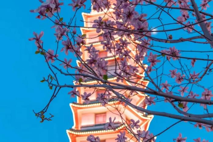 河南春季有哪些免费小众赏花地推荐 河南春季有哪些免费小众赏花地推荐