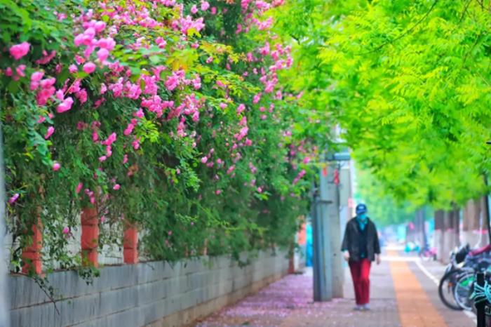 河南春季有哪些免费小众赏花地推荐 河南春季有哪些免费小众赏花地推荐