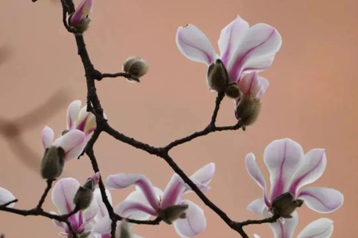 河南春季有哪些免费小众赏花地推荐 河南春季有哪些免费小众赏花地推荐