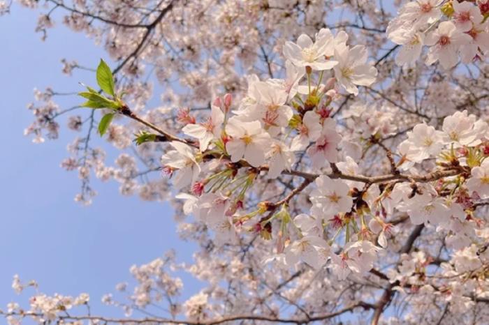 河南春季有哪些免费小众赏花地推荐 河南春季有哪些免费小众赏花地推荐