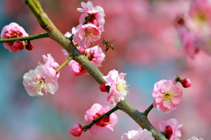 河南春季有哪些免费小众赏花地推荐 河南春季有哪些免费小众赏花地推荐