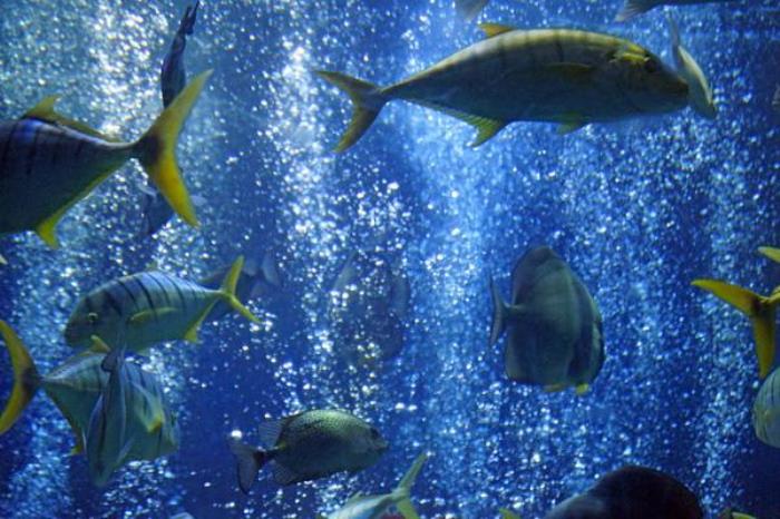 连岛海底世界和海洋馆哪个好 连岛海底世界和海洋馆哪个好