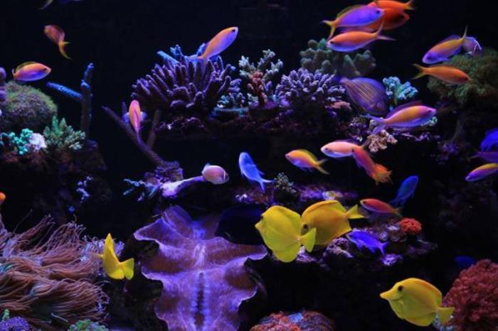 连岛海底世界和海洋馆哪个好 连岛海底世界和海洋馆哪个好