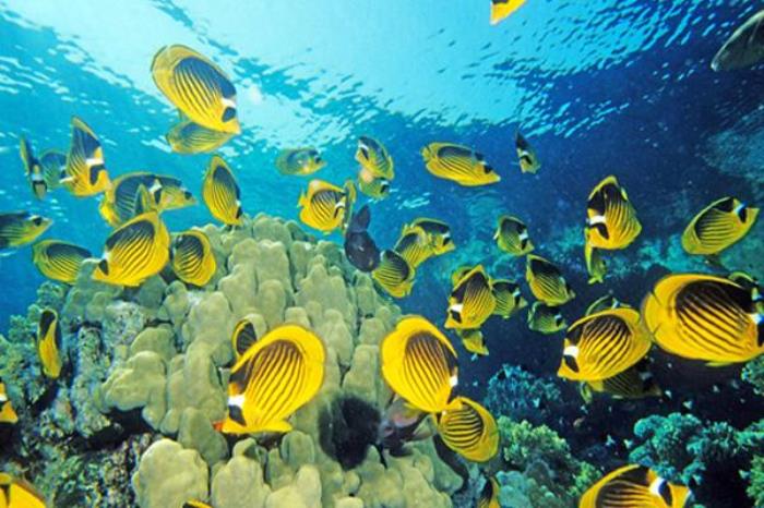 连岛海底世界和海洋馆哪个好 连岛海底世界和海洋馆哪个好